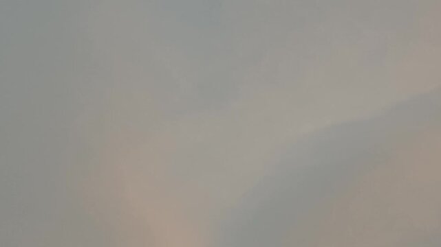Bird flying back home at the evening.