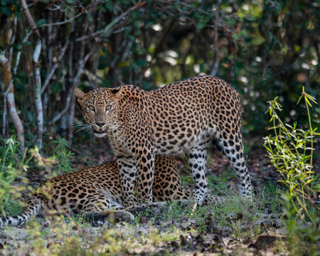 The Sri Lankan leopard - Panthera pardus kotiya 