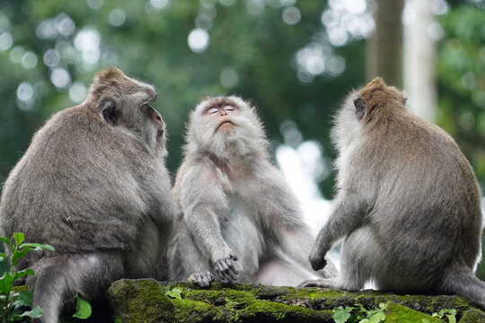Macaque monkeys in ubud monkey forest
