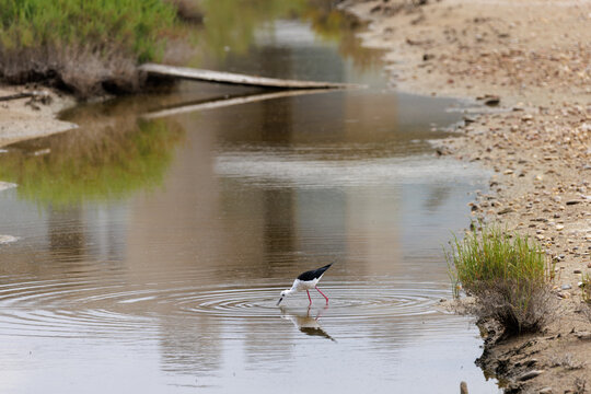 Black-winged stilt wading in water creating ripples
