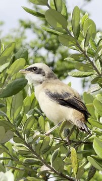 Close-up of a Young Woodchat Shrike Perched Alertly on a Leafy Branch in a Woodland.