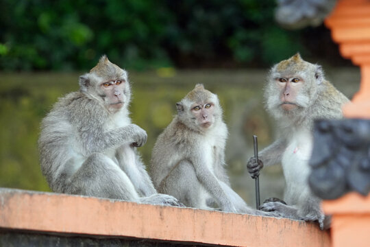 monkeys sitting on temple wall on lombok