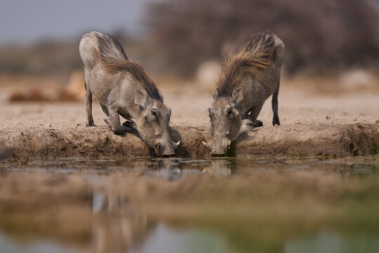 Warthog (Phacochoerus aethiopicus) at a waterhole in Onguma Nature Reserve abutting Etosha National Park in Namibia.