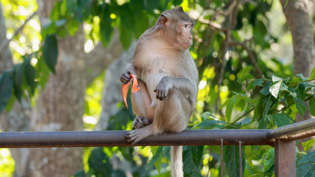 Macaque Monkey Sitting on a Metal Railing Holding a Carrot Snack