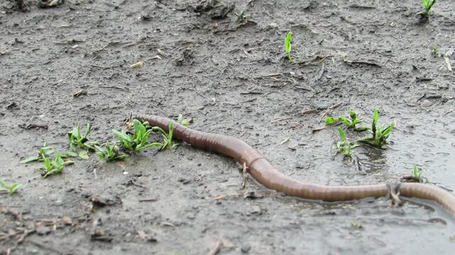 A large earthworm crawls on wet ground after rain Lumbricus terrestris