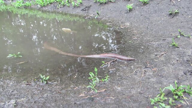 A large earthworm crawls out of rainwater Lumbricus terrestris