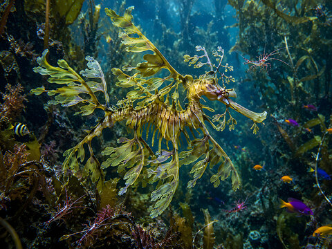 Rare leafy sea dragon, Phycodurus eques, drifting gracefully among swaying kelp and seaweed, intricate camouflage, delicate appendages, isolated on transparent background.