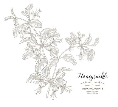 Honeysuckle plant flowers and leaves. Lonicera japonica tree. Vector illustration hand drawn. Sketch style.