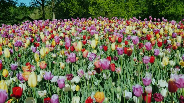 Vibrant field of colorful tulips gently swaying in breeze under sunny sky.
