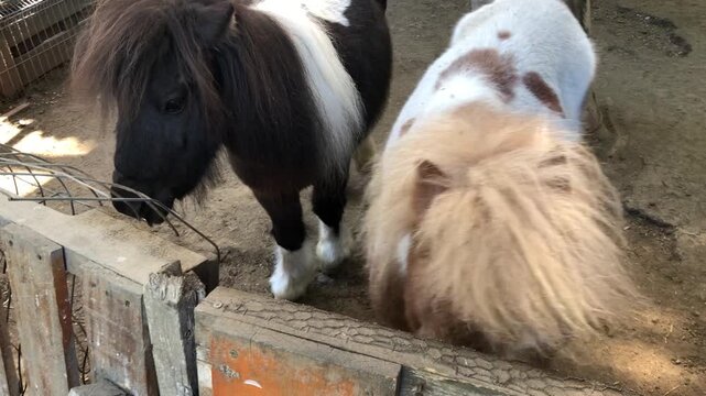 Two miniature ponies interact at a farm, one munching on a carrot while the other observes closely
