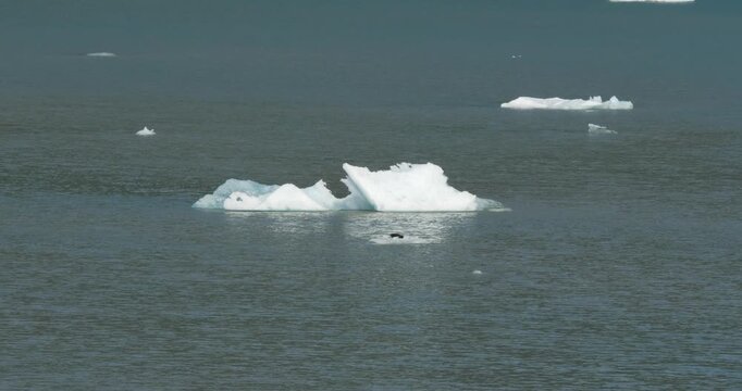 Harbor seal with pup on an iceberg at Dawes Glacier, Endicott Arm fjord, Alaska.