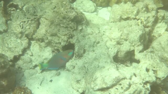 Colorful Common Parrotfish Grazing on a Tropical Coral Reef in Palau