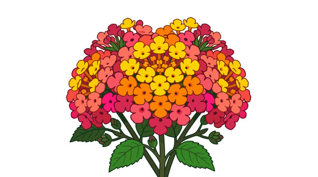Colorful Lantana camara flower cluster vector illustration on white