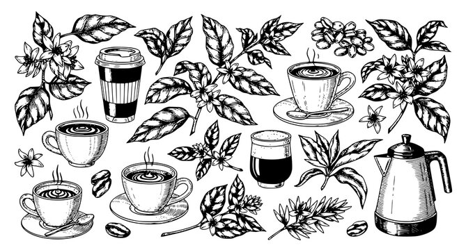 Coffee plant elements: blooming branches beans brewed coffee
