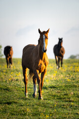 Brown horse walking in meadow during golden hour with other horses in background, rural countryside equine scene © Edijs