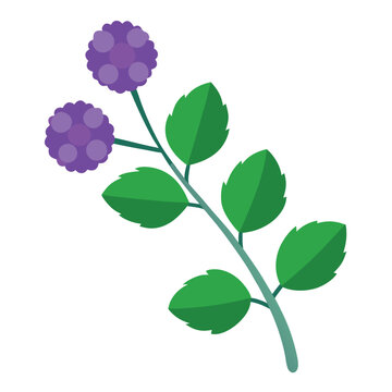 ageratum flower on white background