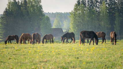 Herd of horses grazing in green meadow near forest during golden hour, peaceful rural countryside landscape © Edijs