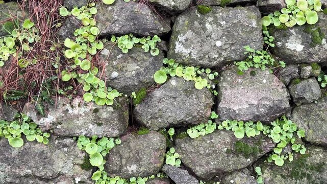 Close-up panning shot of fresh green pennywort growing on a rustic stone wall