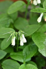 Białe kwiaty żywokostu wielkokwiatowego (Symphytum grandiflorum) © Lancan