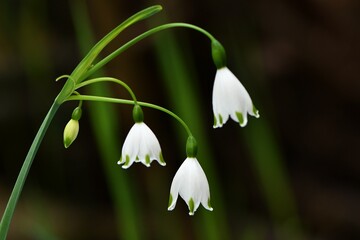 Delikatne białe dzwoneczki śnieżycy (Leucojum gravetye giant)  © Lancan