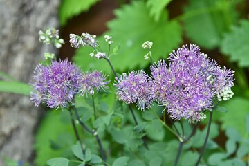 Delikatne puszyste różowe kwiaty rutewki orkolistnej (Thalictrum aquilegifolium) © Lancan
