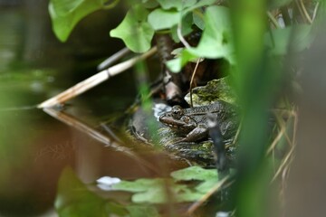 Fototapeta premium Żaba wodna (Pelophylax esculentus) siedząca na obramowaniu oczka wodnego 