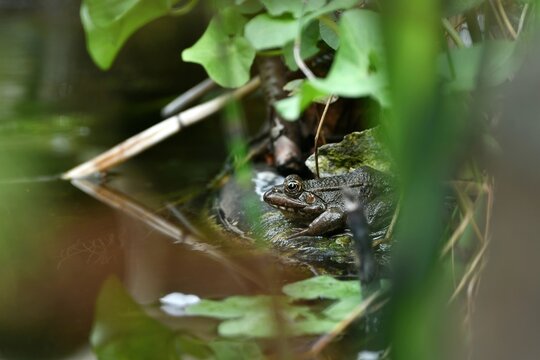 Żaba wodna (Pelophylax esculentus) siedząca na obramowaniu oczka wodnego 