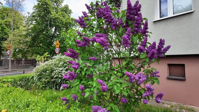 Fast walk towards the lilac bush; blooming purple lilac bush growing next to a light grey building wall, accompanied by white spirea flowers, green deciduous trees, and traffic signs.