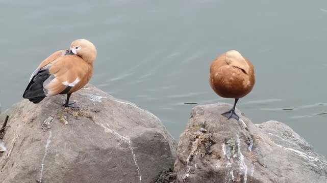 Two ruddy shelducks stand on a flat rock by calm water, backs turned, relaxed posture and soft natural light. The scene relates to urban wetland protection, migration, and water quality.