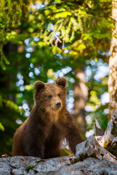Brown bear cub standing on rocky forest terrain, embodying nature and wildlife exploration in the alpine wilderness of Trentino, Italy.