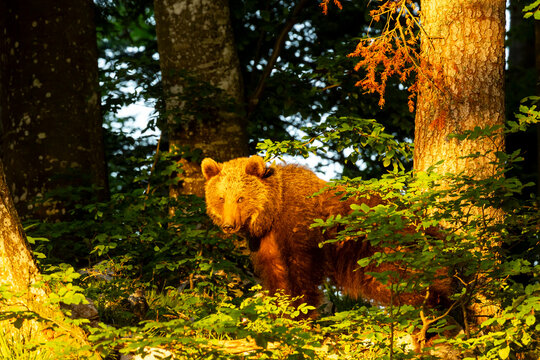 Brown bear standing in a lush forest under golden hour light, representing wildlife adventure and nature tourism in the wilderness of Trentino, Friuli Venezia Giulia, Italy.