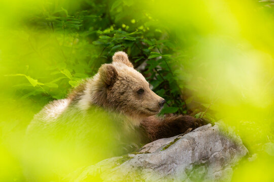 Brown bear cub resting on a rock surrounded by green forest foliage, symbolizing wildlife nature and outdoor exploration in Trentino, Italy.