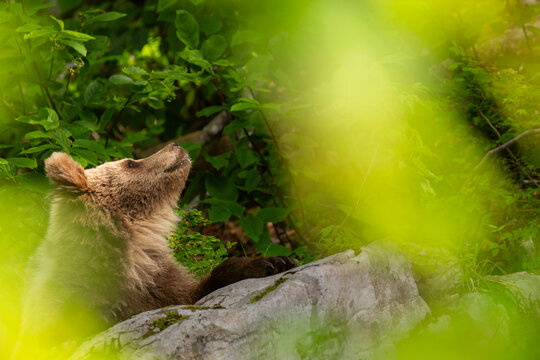 Brown bear looking up in a lush green forest, representing wildlife exploration and nature conservation in an outdoor adventure, Trentino, Friuli Venezia Giulia, Italy.
