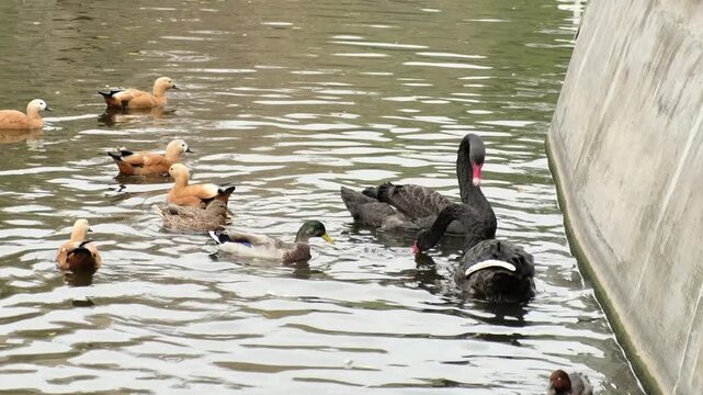 Telephoto composition frames black swans and orange ducks gathering along the canal edge, busy movement and layered reflections. It reflects biodiversity in cities and the need for cleaner waterways.