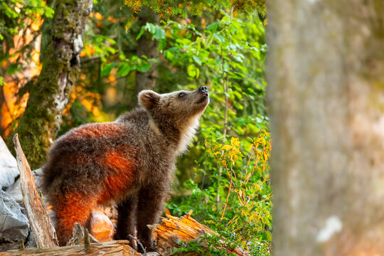 Brown bear cub looking upwards in a lush forest, capturing the essence of nature and wildlife exploration in the wild landscapes of Trentino, Friuli Venezia Giulia, Italy.