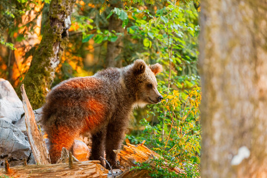 Brown bear cub explores a wild mountain forest at sunset, highlighting nature adventure and wildlife exploration in the natural habitat of Trentino, Friuli Venezia Giulia, Italy.