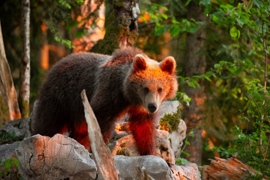 Brown bear standing on rocks in a forest at sunset, highlighting the wild nature and adventure of this protected tourism destination in Trentino and Friuli Venezia Giulia, Italy.