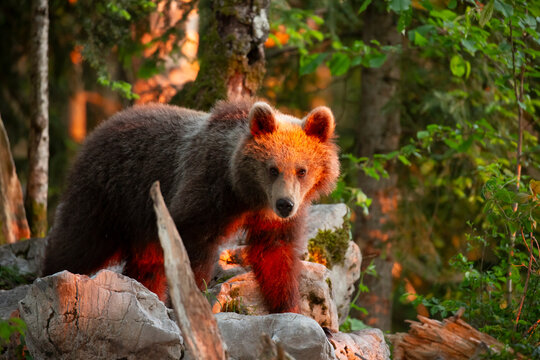 Brown bear standing on rocks in a sunlit forest, capturing the essence of wildlife tourism and nature adventure in the wilderness of Trentino, Friuli Venezia Giulia, Italy.