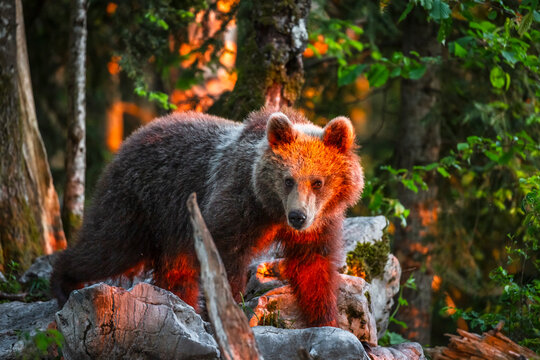 Brown bear stands on forest rocks in golden sunset light, capturing the spirit of wilderness adventure, nature exploration, and wildlife tourism in Trentino, Italy.