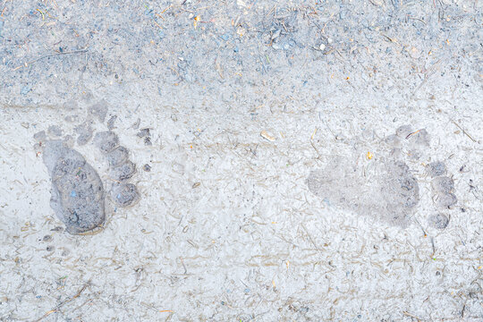 Bare footprints imprinted in wet mud on a rural path symbolize outdoor adventure and nature exploration in Trentino and Friuli Venezia Giulia, Italy.