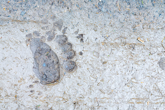 Brown bear paw print impressed in muddy forest ground, representing wildlife adventure and nature exploration in the outdoor tourism landscape of Trentino, Friuli Venezia Giulia, Italy.