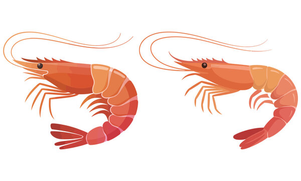shrimp