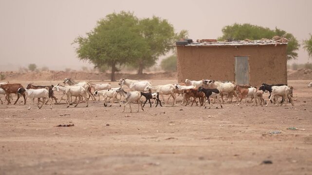 Herd of sacrificial sheep moving across African village, April 25, 2026, Chad, N Djamena