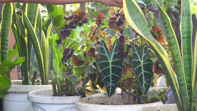 Macro shot of hand watering an Alocasia houseplant with ladle. Copy space. Cinematic light.