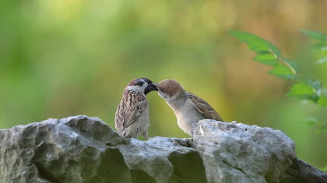 Eurasian Tree Sparrow adult feeding fledgling on gray rock