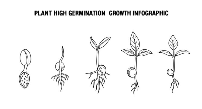 Plant germination and growth stages infographic showing seed development process from sprout to seedling with roots in a clean black line illustration isolated on a white background for botany
