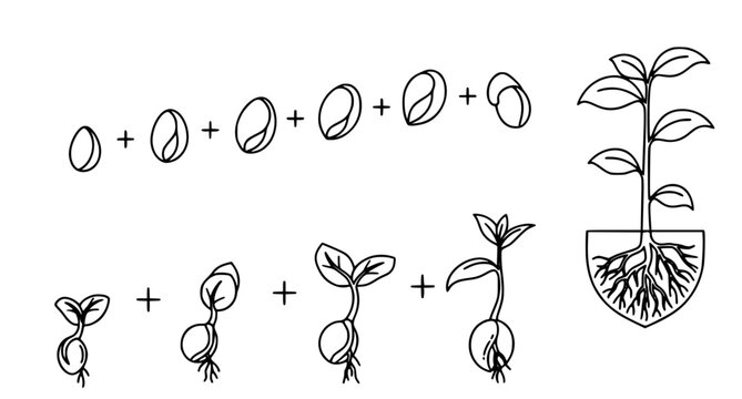 Step by step plant growth infographic showing seed stages and root development with minimalist line art style for agricultural education or biology lesson plans in clear professional vector format