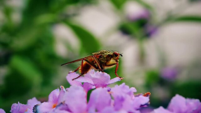 Fly eating pollen on a Buddleia plant macro close up stock footage