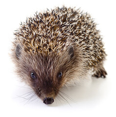 Small Hedgehog Isolated on White Background © Anatolii