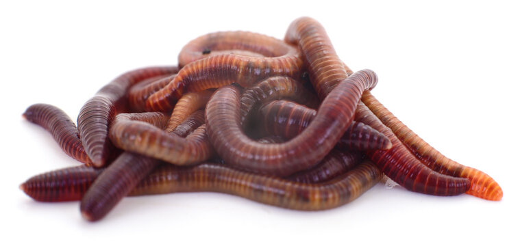 Pile of Earthworms Isolated on White Background